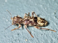 Stigmatium mastersii