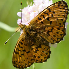 Boloria titania