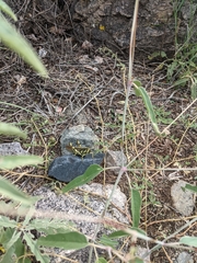 Schistocerca albolineata