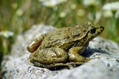 Discoglossus galganoi
