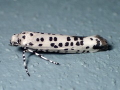 Ethmia clytodoxa
