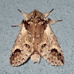 Antithemerastis acrobela