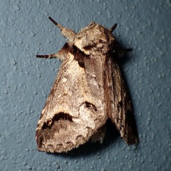 Antithemerastis acrobela