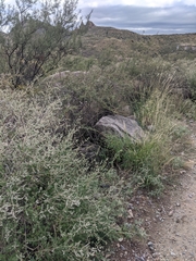 Schistocerca albolineata