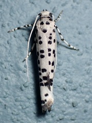 Ethmia clytodoxa