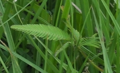 Aeschynomene americana