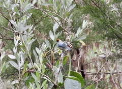 Stilpnia vitriolina