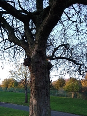 Crataegus crus-galli