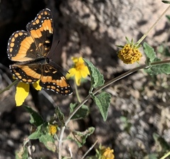 Chlosyne californica