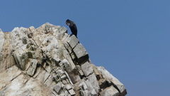 Nannopterum brasilianum