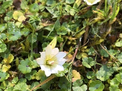 Gentiana flavomaculata