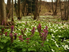 Corydalis cava