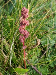 Chenopodium betaceum