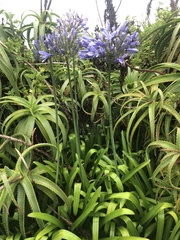 Agapanthus