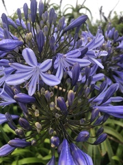 Agapanthus