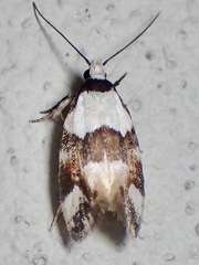 Zonopetala decisana