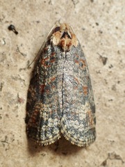 Cryptoptila australana