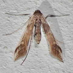Tanycnema anomala