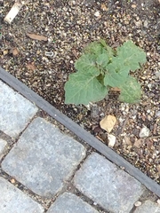 Solanum nigrum