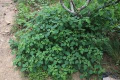 Solanum sarrachoides