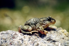 Alytes cisternasii