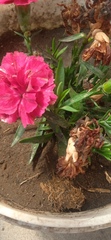 Dianthus caryophyllus
