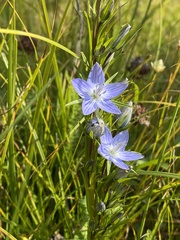 Lomatogonium rotatum