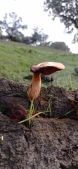 Gymnopilus suberis