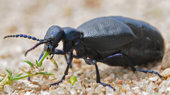 Meloe proscarabaeus
