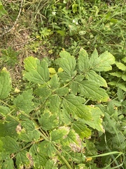 Actaea