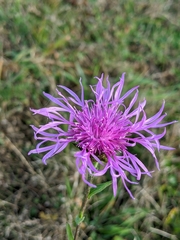 Centaurea decipiens