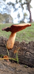 Gymnopilus suberis