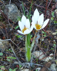 Crocus hyemalis