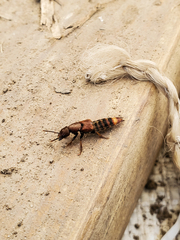 Platydracus cinnamopterus