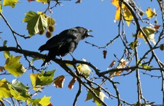 Corvus corone