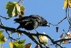 Corvus corone