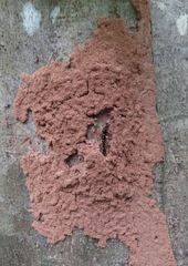 Coptotermes testaceus