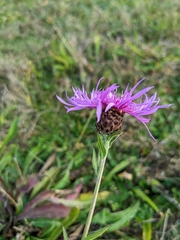 Centaurea decipiens