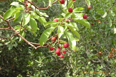 Arbutus andrachne