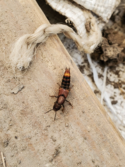 Platydracus cinnamopterus