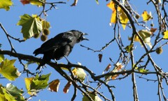 Corvus corone