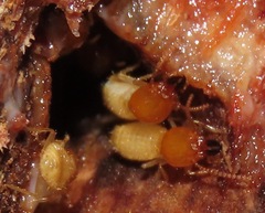 Coptotermes testaceus