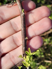 Citharexylum brachyanthum