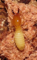 Coptotermes testaceus