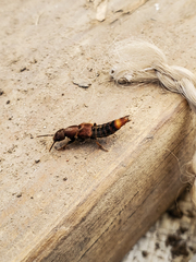 Platydracus cinnamopterus