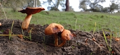 Gymnopilus suberis