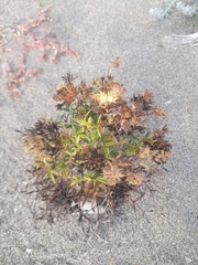 Echinophora spinosa