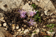 Colchicum stevenii