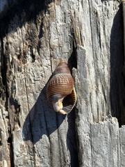 Nassarius fossatus