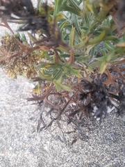 Echinophora spinosa